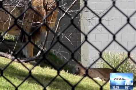 Families Watch In Horror As Lion Kills Lioness At Texas Zoo London