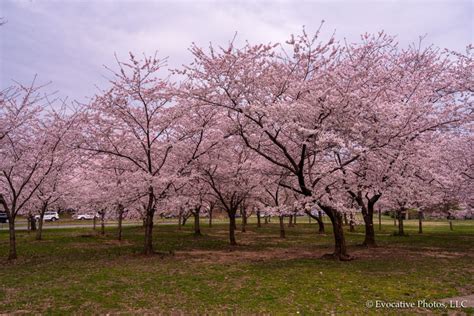 Peak Bloom For The Cherry Blossoms Joe Benning Photography