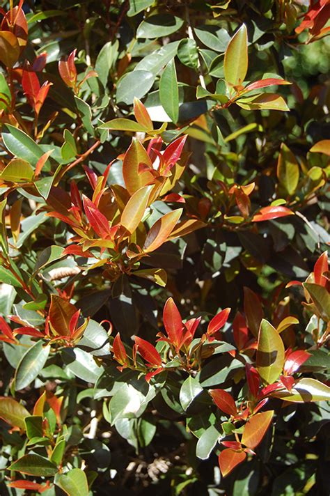 Monterey Bay Brush Cherry Eugenia Myrtifolia Monterey Bay In Orange