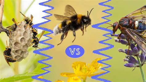 Bee Vs Wasp Vs Hornet Whats The Difference