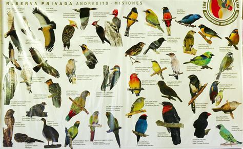 New World Record Set For Most Species Of Birds Seen In One Year Audubon