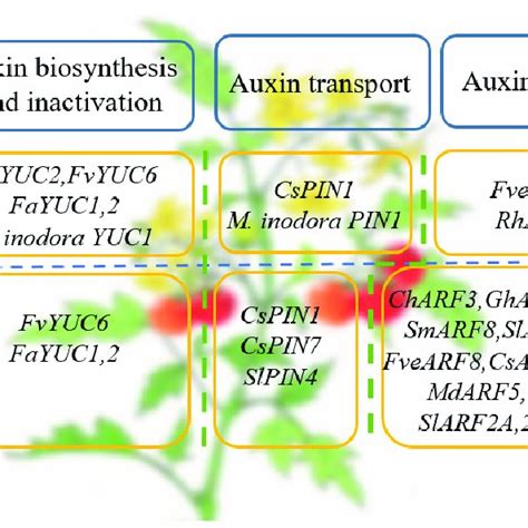 Pdf Roles Of Auxin In The Growth Development And Stress Tolerance