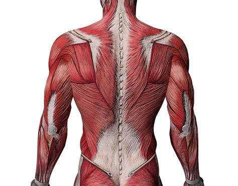 Spinal Muscle Spine Center Of Texasspine Center Of Texas