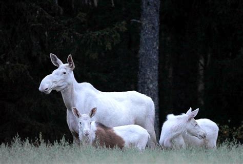 Rare Photos Of White Moose In Sweden Cow With Twin Calves Seen During