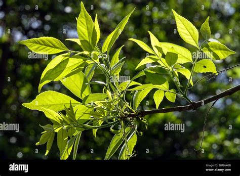 Green Ash Fraxinus Pennsylvanica Stock Photo Alamy