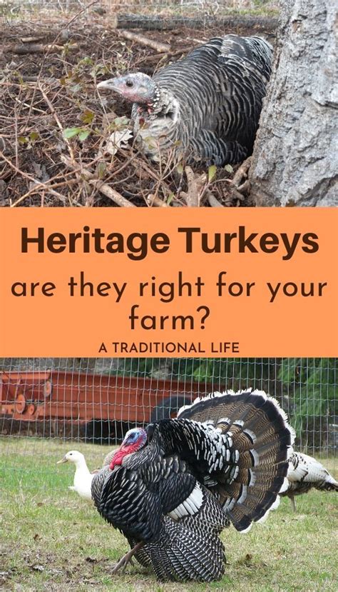 Should You Get Heritage Turkeys Read This First Heritage Breeds