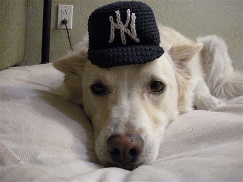 Yankee Dog Cowboy Hats Dogs Hats