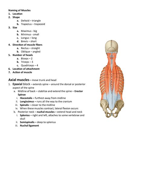 Axial Muscles Epaxial And Hypoxia Blocks Naming Of Muscles Location