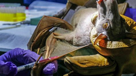 Bats Really Do Harbor More Dangerous Viruses Than Other Species