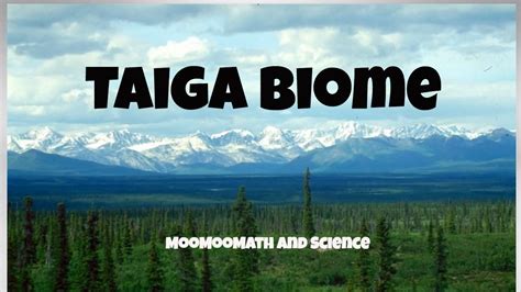 Taiga Biome Facts Youtube