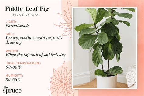 How To Grow And Care For Fiddle Leaf Fig 2022