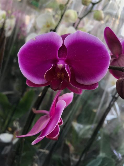 Our Complete Guide For Moth Orchids Phalaenopsis