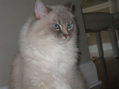 Blue Lynx Point Mitted Ragdoll The Cats