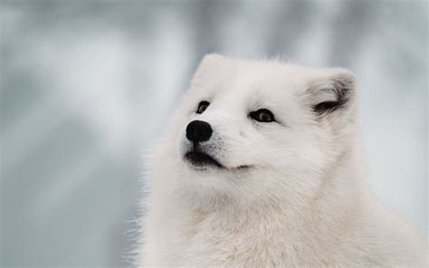 Arctic Fox 4k Wallpapers Top Free Arctic Fox 4k Backgrounds