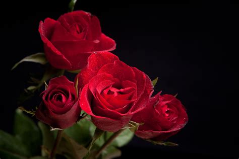 Download Red Roses Black Background Gallery Yopriceville High By