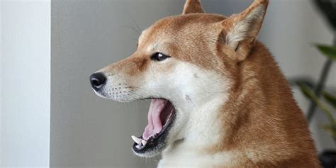 Coub is youtube for video loops. Someone gave the Doge meme its own font | The Daily Dot