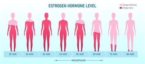 Estrogen Physiopedia