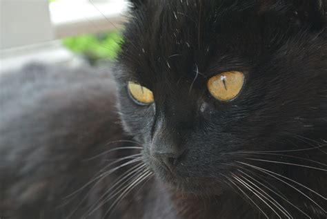 Black Cat Breeds With Yellow Eyes
