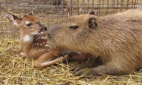 Capybara Loves All The Animals On Her Farm Capybara Animals