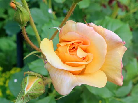 Autumn Sunset Rose