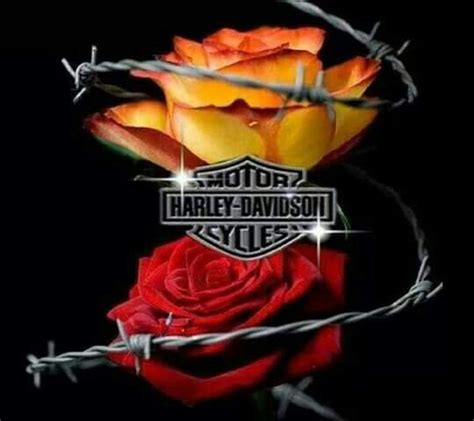 A Rose Is à Rose But Yet By Another Name Harley Davidson