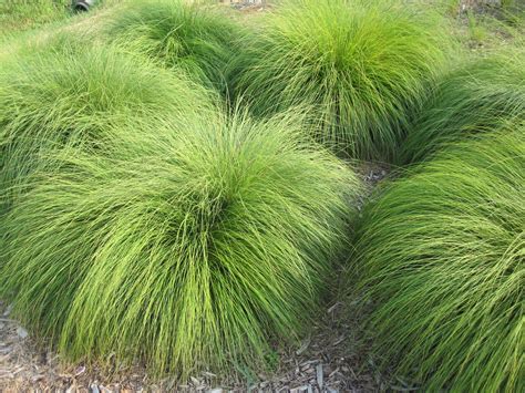 50 Different Types Of Ornament Grasses For Your Landscape Craftsmumship