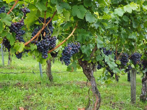 Free Images Grape Vineyard Fruit Food Produce Crop Blue