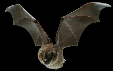 Tiny Muscles Help Bats Fine Tune Flight Stiffen Wing Skin