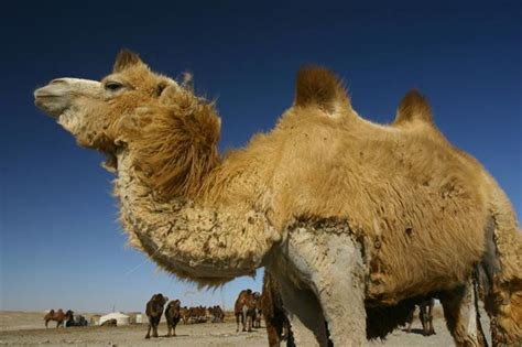 With a full hump, a camel can go up to four or even five months without food, schwartz said. 18 Common Facts and Misconceptions You Should Know - Wow ...