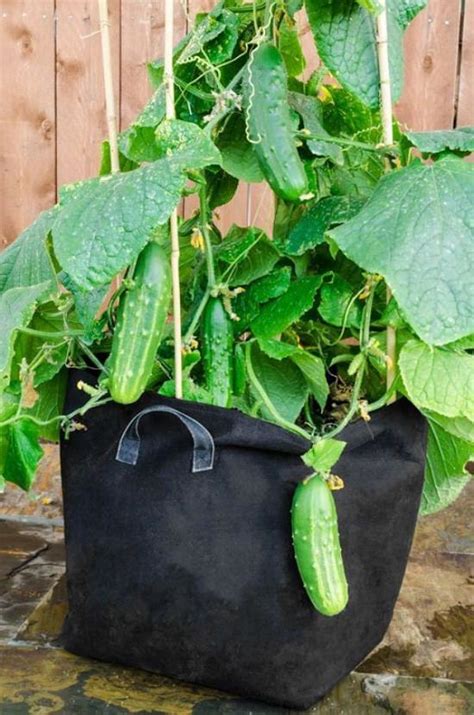 8 Best Summer Vegetables To Grow In Pots Summer Vegetable Garden