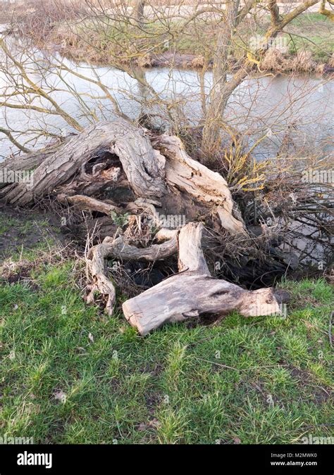 Close Up Of Fallen Bare Tree Trunk Stump Uk Essex England Uk Stock