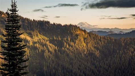 Pine Trees On Mt Adams View From The Distance 4k 5k Hd Nature