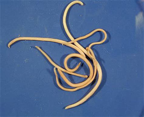 The dog whipworm (trichuris vulpis) is a species of worm parasite (nematode) whose adultstage infests the large intestine (colon, rectum) of dogs and, rarely, cats. Long Worms In Cat Vomit - Cat and Dog Lovers