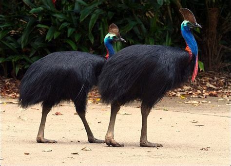 Cassowaries Are Large Flightless Birds There Are Three Species Of