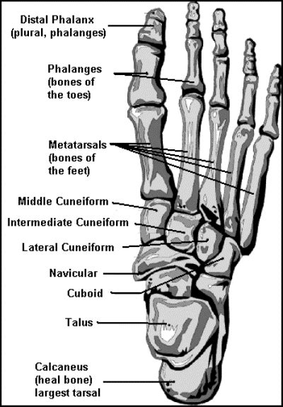 The knee joint is the largest joint in the body and is primarily a hinge joint, although some sliding and rotation occur. Foot Bones Diagram | Anatomy Picture Reference and Health News | Anatomy, Human pictures, Diagram