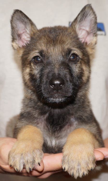 Silver Sable German Shepherd Puppies For Sale In California Rare