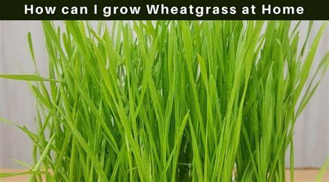 Wheatgrass Growing How To Grow Wheatgrass At Home For Juice Home