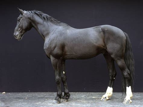 Orlovtrotter Orlov Trotter Stallion Segment All Horse Breeds