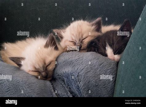 Three Tiny Kittens Sleeping On A Couch Stock Photo Alamy