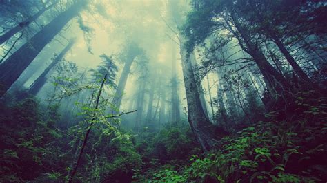 Download 1920x1080 Forest Fog Trees Jungle Plants Wallpapers For
