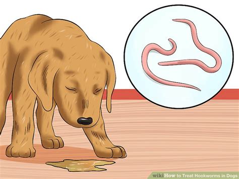 How To Treat Hookworms In Dogs 14 Steps With Pictures Wikihow Pet