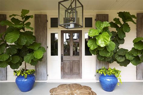 Wowthose Are Some Healthy Fiddle Leaf Fig Trees With