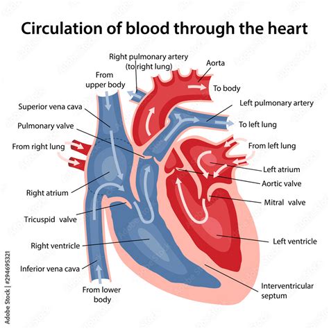 Circulation Of Blood Through The Heart Cross Sectional Diagram Of The Heart With Main Parts
