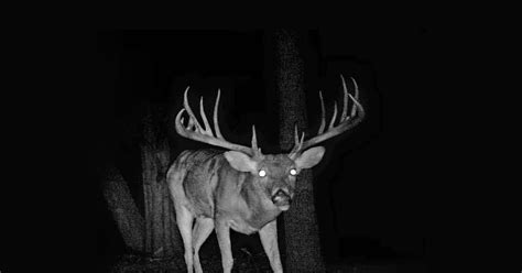Best Trail Cameras In The Ultimate Buyers Guide