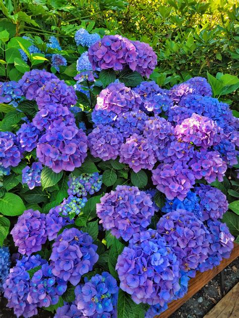 Ultimate Guide To Grow And Care For Hydrangeas For Beginners Shiplap