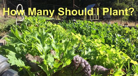 You can read more about mobile homes on my. How Much of What Should You Plant in Your Garden. I Make ...