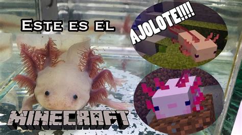 Player skin with username bobicraft. El Ajolote de MINECRAFT es Real! - YouTube