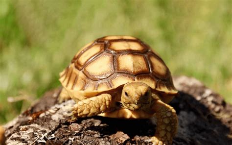 African Spurred Tortoise Food List Best And Worst Choices Known Pets