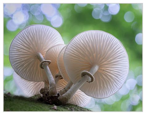 Porcelain fungus.... | Fungi, Porcelain, Garden tools