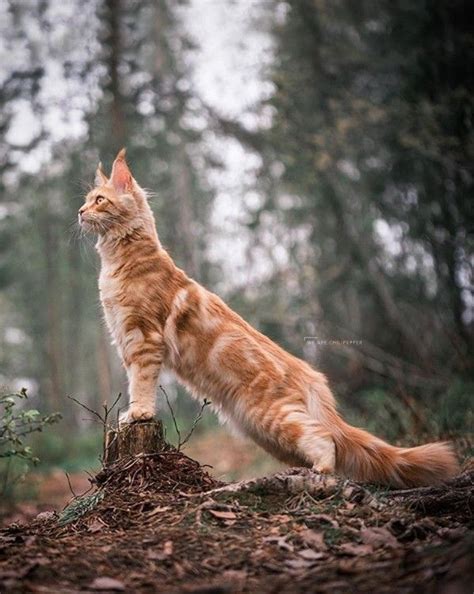 An Orange Tabby Cat Standing On Top Of A Tree Stump In The Woods Looking Up